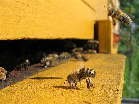 Bees and Industrial Agriculture: Unintended Consequences