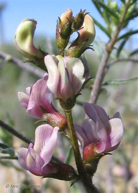 Bees and the Lane Mountain milk-vetch. - Free Online Library