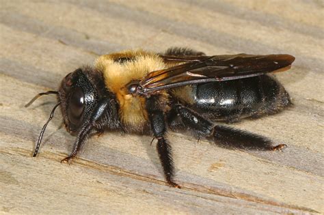 Bees carpentry. Carpenter bees are big and fuzzy, a lot like bumblebees. You can tell them apart because carpenter bees have smooth, shiny abdomens, primarily black with some … 