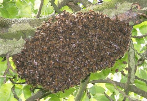 Bees do not update their home hive even if there are empty hives nearby