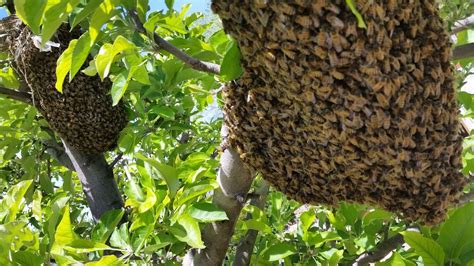 A bee tree is a tree in which a colony of honey bees makes its home. A colony of bees may live in a bee tree for many years. Most bee trees have a large inner hollow, often with an upper and lower entrance. Colonies in trees have fixed comb, so inspection and management is impossible, as is most harvesting without destroying the colony.. 