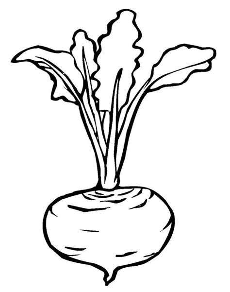 Beet Coloring