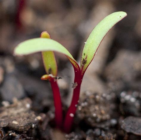 Beet sprouts. Beets, in particular, sprout multiple seedlings from a single seed ball, making them easily overcrowded and prone to growing leggy. The seedlings desperately stretch toward the light source, so much that their stems grow too long and lean in proportion to their leaves. They end up with pale, skinny stems and fewer, smaller … 