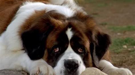 Beethoven dog. The breed of dog in the movie “Beethoven” was a Saint Bernard. Saint Bernard dogs are large dog breeds that are powerful but also kind and gentle. While their coats have some variations in coloring, the dog in “Beethoven” was white with brown markings. Saint Bernard dogs were originally bred for rescue in the Swiss Alps and … 