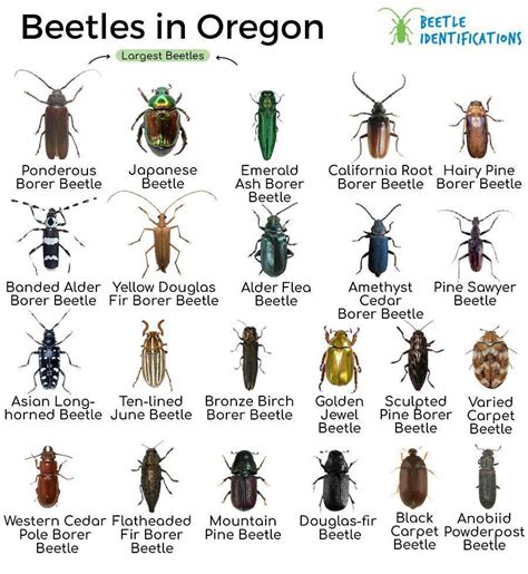 Beetles of Oregon (115 Found) - Insect Identification