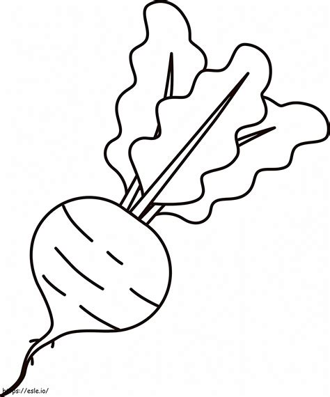 Beetroot Coloring