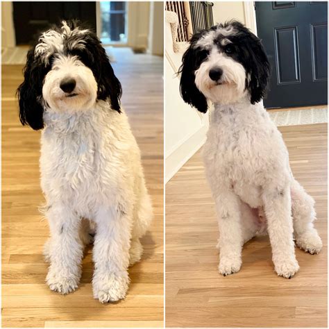 Your goldendoodle puppy should visit a professional groom