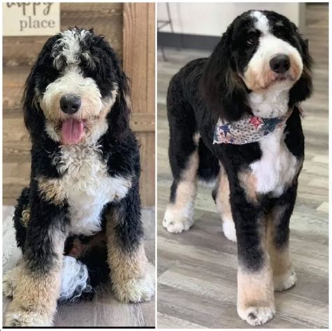 Before and after bernedoodle haircut styles. Steps to Groom a Bernedoodle. After deciding what type of haircut you would like your Bernedoodle to have, it is time to start the grooming process. Step 1: Prepare. The first step to successfully grooming your Bernedoodle is making sure you are prepared. Ensure the workspace is clean and clear. This will help your dog feel comfortable. 