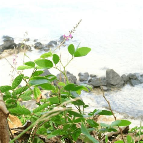 Beggarweed, Creeping: How to Kill Desmodium Incanum