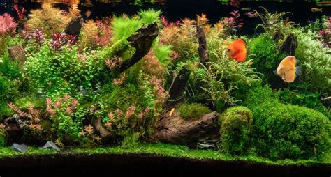 Beginner’s guide to setting up an aquarium with live plants