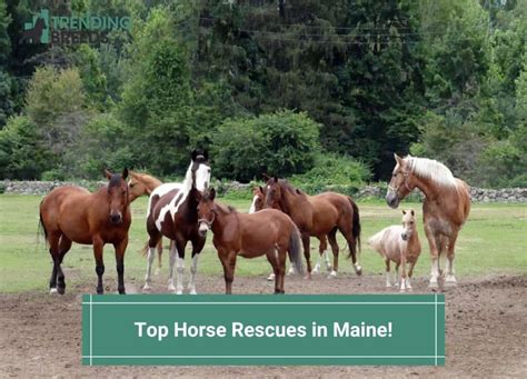 Beginner Horse Rescue Farms in Maine - Equine Now