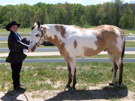 Horses and tack for sale in WI and surrounding areas! 1. Sale ads must contain all relevant details including location. 2. Be kind and courteous, no bullying. 3. No blocking admins or you will.... 
