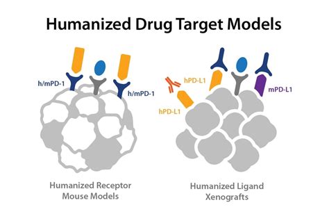 Beginners Guide Humanized Drug Target ImmunoOncology Models