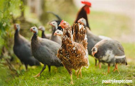 Beginners Guide to Keeping Guinea Fowl - Poultry …