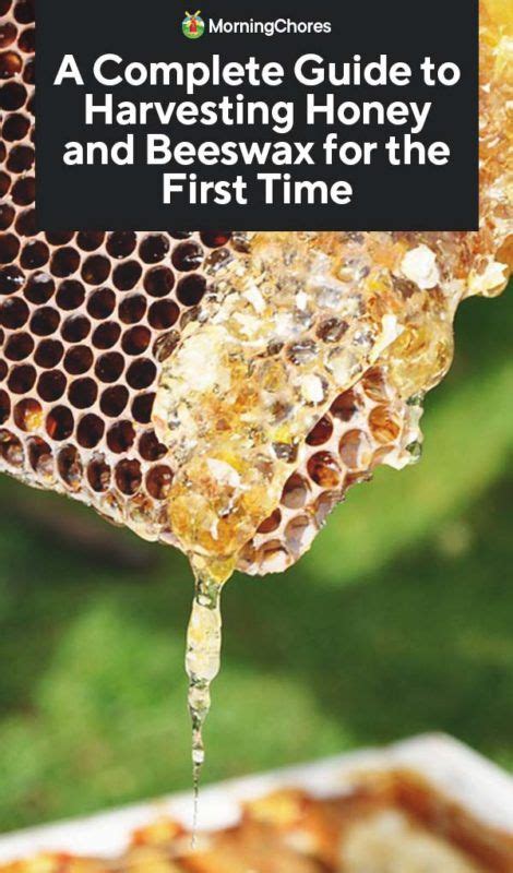 Beginners guide to backyard beekeeping from finding bees to harvesting honey. - Chapter 9 physics principles and problems study guide answers.