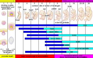 Beginnings Conception and Prenatal Development Human Development