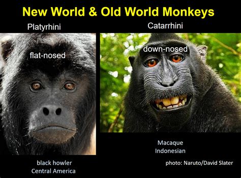 Begley: New Evidence Primates Read Human Emotions