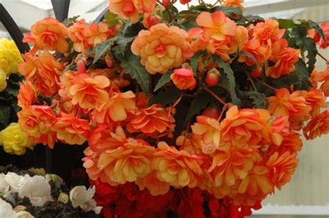 Begonia sorter