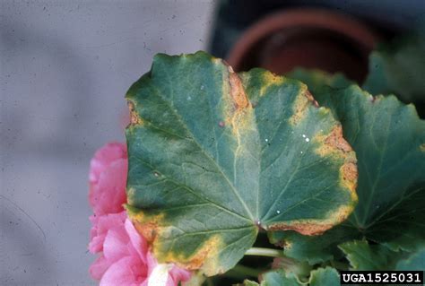Begonia-Krankheiten