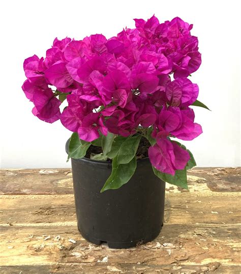 Begonvil Halı ve Koltuk Yıkama