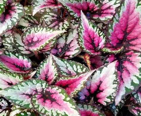 Begonya Halı ve Koltuk Yıkama