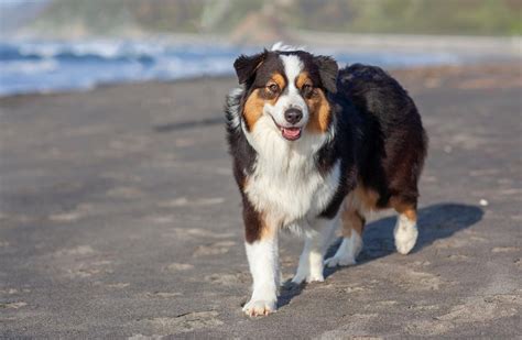 Begynder hunde