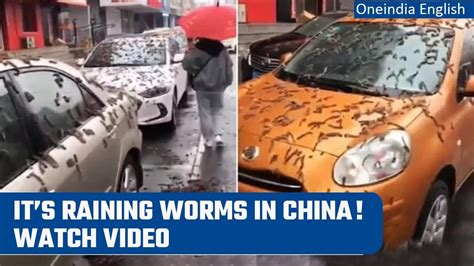 Beijing china raining worms. 10:50, 11 Mar 2023 | Bookmark Residents of a town in China have been told to seek shelter after what looked like worms rained down from above. Officials in the Chinese province of Liaoning,... 