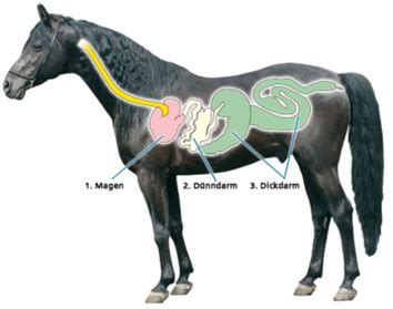 Beiträge zur verdauungsphysiologie des pferdes =. - Fanuc robodrill t 14 i manual.