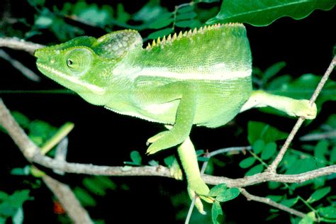 Belalan Halı ve Koltuk Yıkama