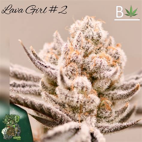 Breeder: Clearwater ( S+M – Clone) Mac Rib stays true to leans towards indica, offering a ridiculously full-bodied feeling. Along with couch lock feeling come the delicious flavors and aromas of lavender, earthy nuts, sweet and sour citrus, and delicious tropical fruit. . 