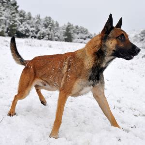 Belgian Malinois Facts - Wisdom Panel™ Dog Breeds