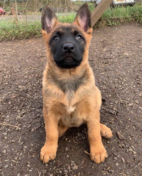 Mystery is one of six Belgian Malinois/German Shepherd puppies looking for a home! He is working on crate training and potty training and not yet neutered (but will be prior to adoption). He loves to be outside and run around with his siblings, Mystery can be skittish at first and would do best with another active dog who she can play with.