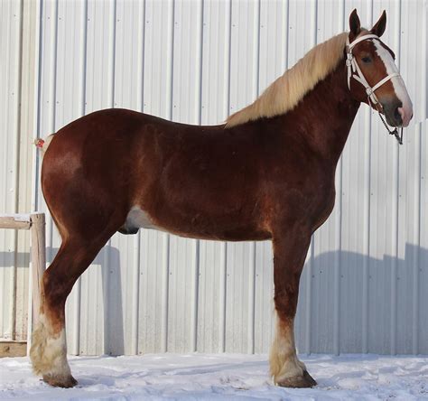 Belgian Warmblood. Stallion-Loon Lake, SK. SK. Contact. Percheron Stallion. 2008 Foals For Sale. ... Classified listings of of Horses for Sale in Saskatchewan .