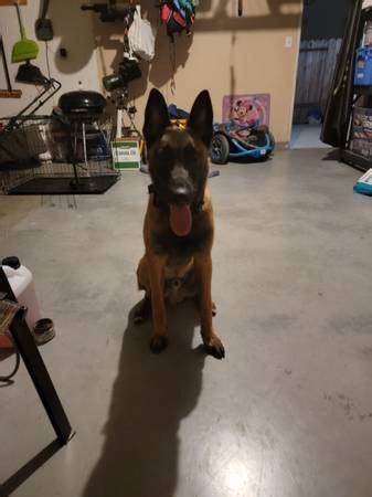 5yr old Belgian Malinois for Adoption (Tanasbourne) 5yr old Belgian Malinois for Adoption. (Tanasbourne) I'm rehoming my 5yr old Belgian Malinois for mental health and financial reasons. I've had him since he was a puppy, and it breaks my heart to have to do this, but I can't take care of him anymore. he weighs about 45lbs, and he is house and ....