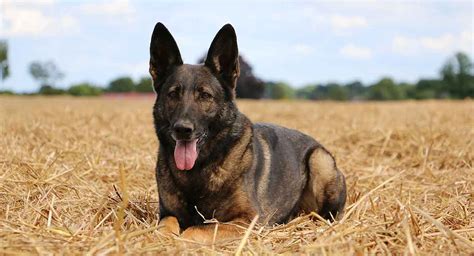 The Belgian Malinois German Shepherd is not a hypoallergenic dog. The coat is double-coated with a dense undercoat. The outer coat is short and straight but can sometimes be wavy, with some people referring to it as being “hairy” or shaggy. The coat length itself can be varied from short, medium, to long.. 