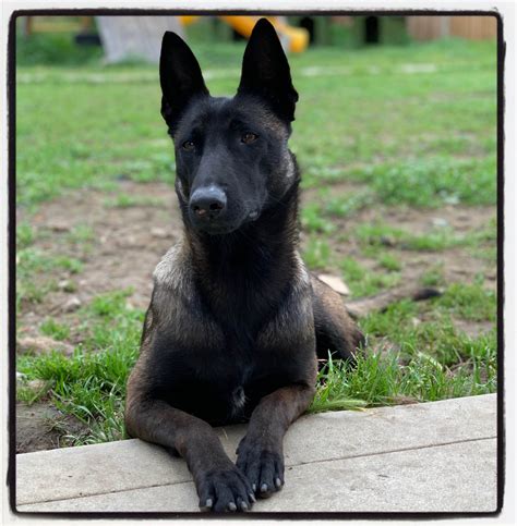Belgian malinois for sale detroit. (1 - 10 of 10) $1,000 Blue Belgian Shepherd Malinois · Detroit, MI Puppy is adventurous first to come forward to protect his siblings. Socialized plays with kids daily, around other dogs daily. Kinte johnson ·Over 4 weeks ago on Puppies.com $1,300 Muwop Belgian Shepherd Malinois · Farmington Hills, MI Young well rounded puppy . 