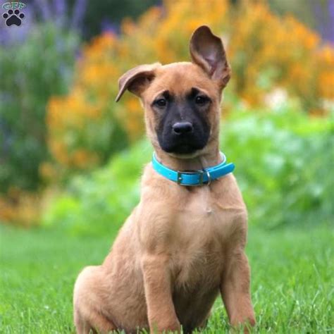 Prices for Belgian Malinois puppies for sale in Tallah