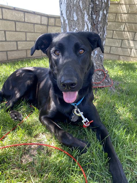 Belgian malinois mix labrador. Belgian Malinois Black Mouth Cur Mix. FREYER is spayed, core vaccines, rabies, de-wormed, monthly preventatives and micro-chipped. She has an estimated date of birth of 21 January 2019 and at the time of rescue in the end of August 2019, weighed around 33.00 pounds. The shelter has a breed listing of Shepherd / Black Mouth Cur Mix. 