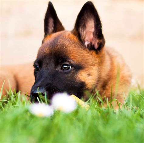 Age: Young. Location: USA Gardena, CA, USA. Posted Breed: Belgian Shepherd Malinois. AKC Female Belgian Malinois Puppy 1 Female (Orange collar) 1 Male (Red Collar) Born 4/23/22 AKC Registered Follow me on... Tags: Belgian Malinois Puppy for sale in Gardena, CA, USA..