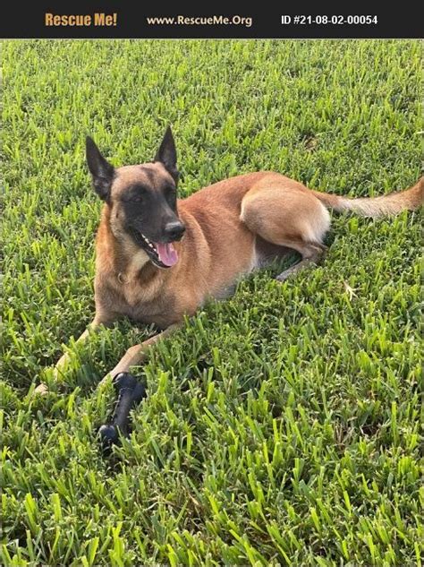 Belgian malinois rescue florida. "Belgian Malinois for adoption in Largo, Florida." - ♥ RESCUE ME! ♥ ۬ ... I know there is an amazing loyal companion in Raven, she has everything you could ask for in a Malinois/German shepherd and best friend. Raven is looking for an adopter that has, patience, understanding and knowledge of her breed and the love to help her overcome … 