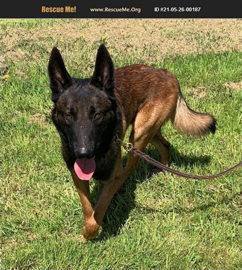 URGENT: This animal could be euthanized if not adopted soon. Belgian Malinois. If interested, go to www.waltonpets.net for more info and the adoption application. Pledged donations available for... » Read more ». Walton County, Monroe, GA. Details / Contact. 9 of 19. Belgian Malinois mix.. 