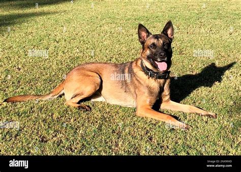Anneka meets Dogs4Wildlife, a not for profit organisation shaping lethal Belgian Malinois puppies to save Africa's wildlife. Baby Shinga is a 7 month old Mal.... 