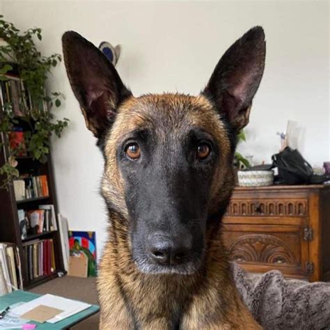 Belgian shepherd rescue. Some basic information about Dodger; he is male, Belgian Malinois/German Shepherd mix, and is large-sized (60-99lbs). Local adoption fee is $200 (in TX) Out of state adoption fee is $400 (includes transport to your area - $50 Temporary Fuel Charge will be added) 