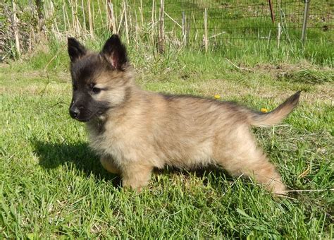 Belgian tervuren puppies. Belgian Tervurens are a medium-to-large-sized dog breed. Males tend to be slightly larger than females. Males tend to be slightly larger than females. Males are an average of 24 to 26 inches at ... 