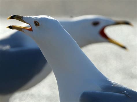 Belgian town organizes seagull imitation championship