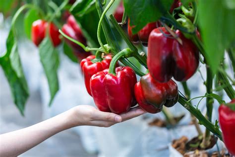Bell pepper plant. Growing bell peppers in pots is a great way to get fresh green peppers just a few steps from the kitchen. Here at Pepper Geek, we have an ever-expanding container … 