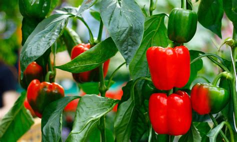 Bell pepper plants. Remove pepper plant seedlings from containers, gently massaging the roots. Place the plants in the holes, filling in with enriched soil around the base of the plant to cover just under a third of ... 