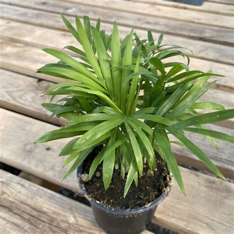 Bella palm. The Neanthe Bella Palm or botanically Chamaedorea elegans ‘Bella’ (kam-ee-DOR-ee-uh ELL-eh-ganz) is a small low-light interior palm and houseplant species. ‘Bella’ can adapt to just about any typical office or home interior. This small or “miniature” palm has been in use for decades as a houseplant and among plant scapes. 
