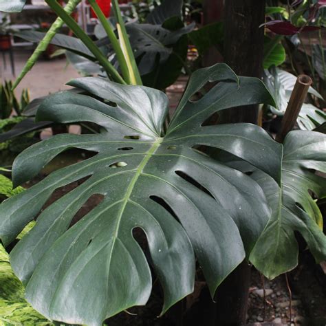 🔥 Bella.Monstera Leaked [HD]