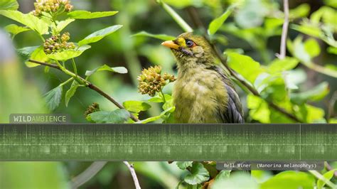 Bellbird Sounds - The tinkling calls of Bell Miners in a …